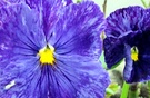 Blue Pansy Flowers