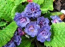 Blue Primrose