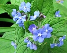 Blue Weed Flower