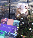 Book Pig Daisy