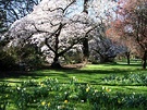 Botanic Blossom Tree