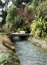 Bridge Cat Stream