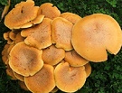 Brown Fungi