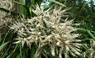 Cabbage Cordyline Flower