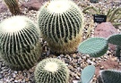 Cactus Stones