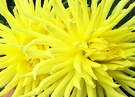 Cactus Yellow Dahlia