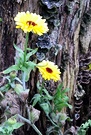 Calendula Tree Stump