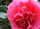 Camellia Raindrop Pink