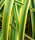 Carex Variegated Leaf