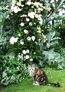 Cat Roses Thistle