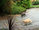 Cats Driveway Cordyline