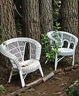 Chairs Pine Tree