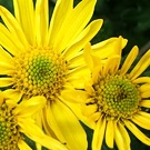 Chrysanthemum Petals