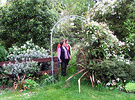 Clematis Arch Visitors