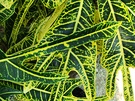 Codiaeum Variegatum Green