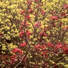 Cololour Spring Blossom