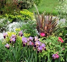 Colonial Flax Irises