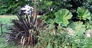 Colonial Gunnera Flax Pond