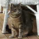 Cottage Cat Grey