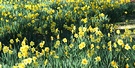 Daffodil Carpet