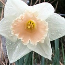 Daffodil Pale Pink