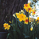 Daffodils Bell Spring Trees