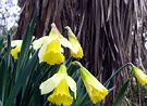 Daffodils Cabbage Tree