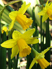 Daffodils Small Yellows