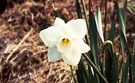 Daffodils White