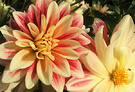 Dahlia Lemon Red