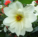 Dahlia White Big