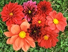 Dahlias Flowers Posy