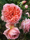 David Austin Emanuel Rose