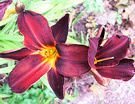 Daylily Deep Maroon