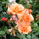 Digital Orange Rose