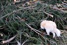 Dog Pine Branch