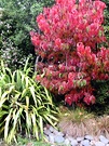 Dogwood Flax Stones Red