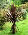 Dream Red Cordyline