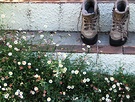 Dry Boots Flowers