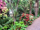 Dunedin Rhododendron Botanic