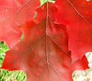 Fall Red Leaf