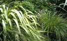 Flax Grass Flax