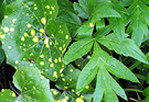 Foliage Spots Angelica