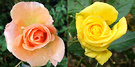 Friesia Apricot Rose