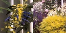 Garden Design Salvia