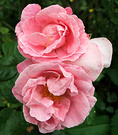 Gerbe Rose