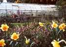 Glasshouse Spring Daffodils