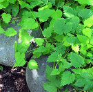 Golden Hop Pruning