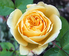 Graham Flower Rose