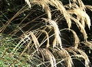 Grass Seeds Sun